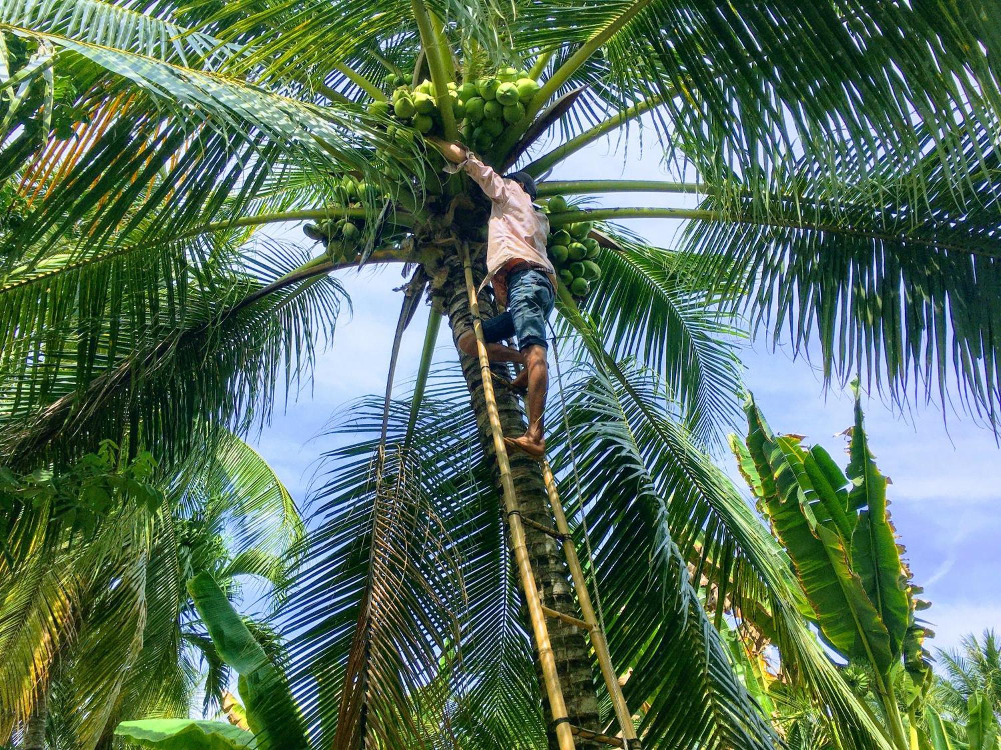 Coco Happy Farm Villa Ben Tre Bagian luar foto